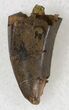 Partial Tyrannosaur Tooth - Montana #21404-2